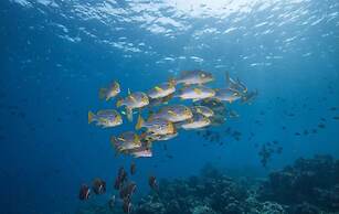 Hurawalhi Island Resort