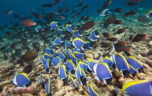 Hurawalhi Island Resort