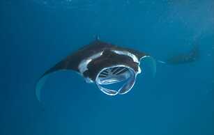 Hurawalhi Island Resort