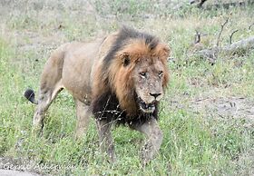 Elephant Plains Game Lodge