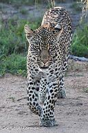 Elephant Plains Game Lodge