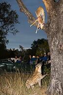 Elephant Plains Game Lodge