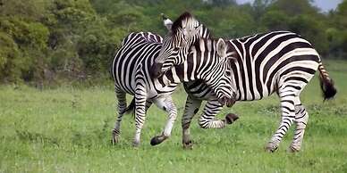 Elephant Plains Game Lodge