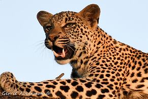 Elephant Plains Game Lodge