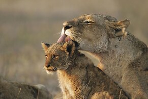 Elephant Plains Game Lodge