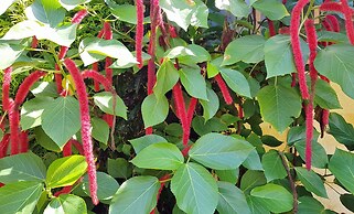 Pension les 3 cascades