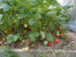 Glenavys Waitaki River Motor Camp - Caravan Park