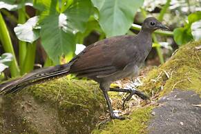 Myers Creek Cascades Luxury Cottages