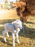 Wallaroo Holiday Park