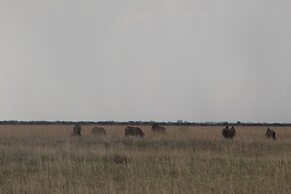 Pelican Lodge and Camping