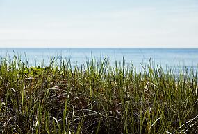 Marram