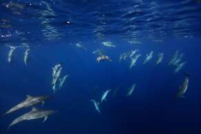 Kokopo Beach Bungalow Resort