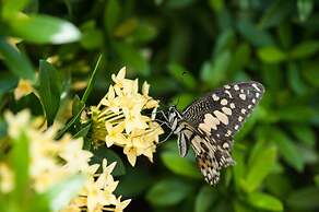 Nai Harn Baan-Bua Villas