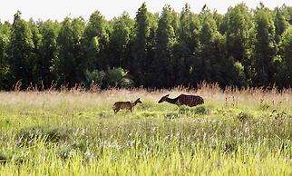 Rhino Coast Guest House