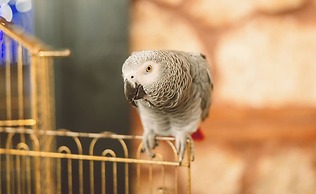 Mints Hotel - Adult Only