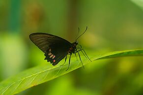 Irapay Amazon Lodge - Asociado Casa Andina