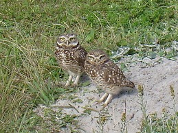 Pousada Praia Campeche
