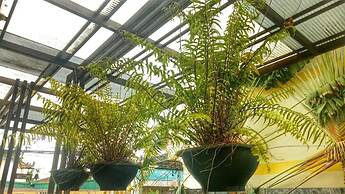 The Bliss Loei Living