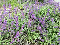 Pension Natsumi no Sato