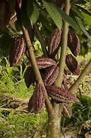 Hotel Hacienda Bambusa