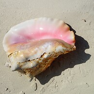 South Fleetwood Grace Bay