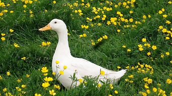 Stóra Ásgeirsá Guesthouse