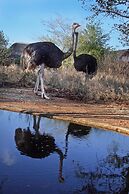 Normann Safari Bush Lodge