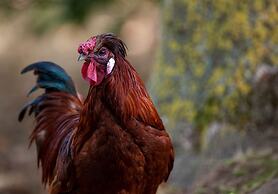 Goss Hall Bed & Breakfast