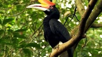 Rimba Orangutan Eco Lodge