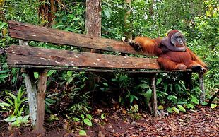 Rimba Orangutan Eco Lodge