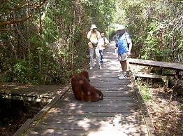 Rimba Orangutan Eco Lodge
