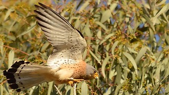 Locanda Villa Naumanni
