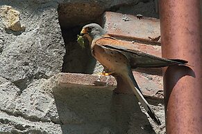 Locanda Villa Naumanni