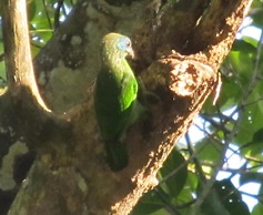 Bandura Kalawana Rainforest Bungalow