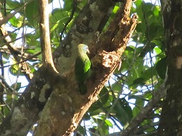 Bandura Kalawana Rainforest Bungalow