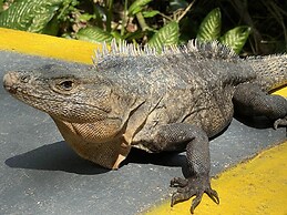 Hotel La Posada and Jungle
