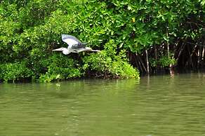 The Waves Beach Chalets