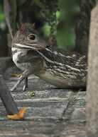 The Waves Beach Chalets