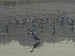 The Waves Beach Chalets