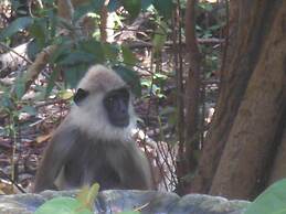The Waves Beach Chalets