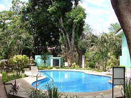 Green Forest of Coco Beach Studios