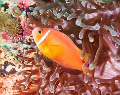 Drift Thelu Veliga Retreat