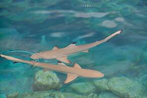 Drift Thelu Veliga Retreat