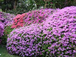 Azalea & Glicine House