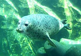 Trend Hotel Asahikawa