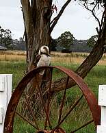 Pelican Point Tasmania