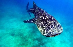 Granada Beach Resort - Adults Only