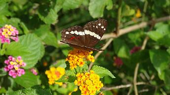 Hotel El Pequeño Gecko Verde