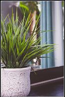 Cocomo Guesthouse, Spa and Conference Centre