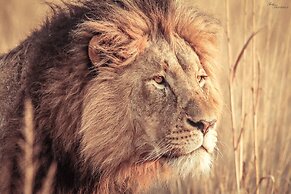 Nambiti Hills Private Game Lodge